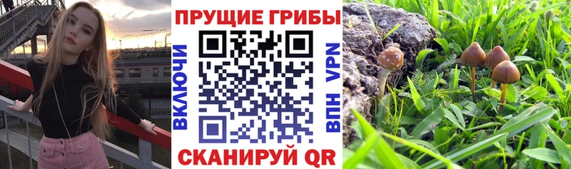 Галлюциногенные грибы Psilocybe  Свирск 